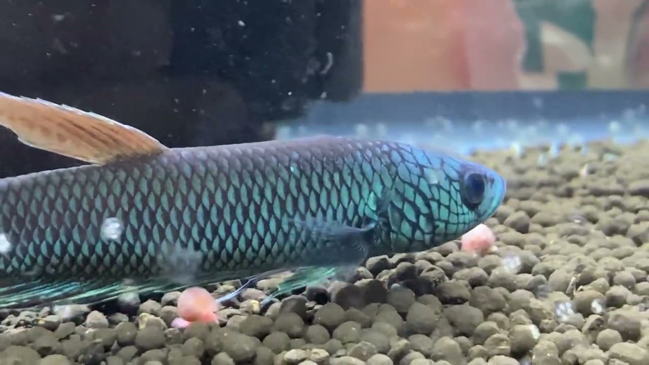 ベタ アントゥタ フルマスク